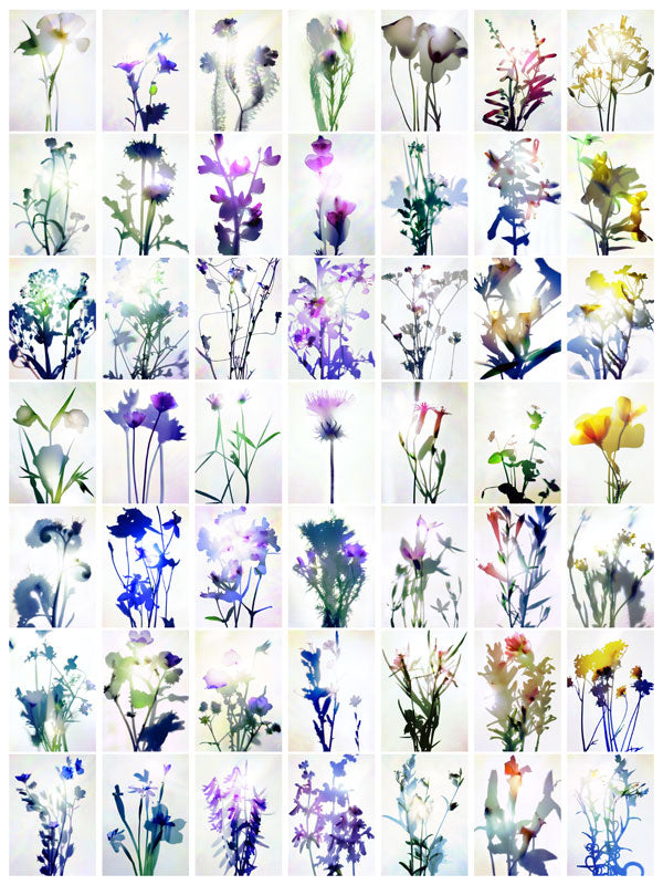 49 Wildflowers