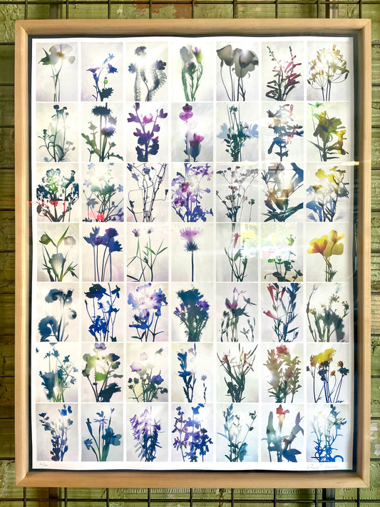 49 Wildflowers framed